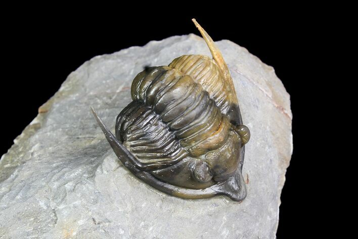 Diademaproetus Trilobite - Multi-Colored Shell #92923